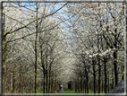 foto Ciliegi in fiore tra i Colli Asolani